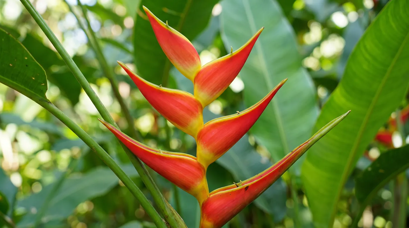 A scarlet heliconia with boat shaped bracts in a zigzag