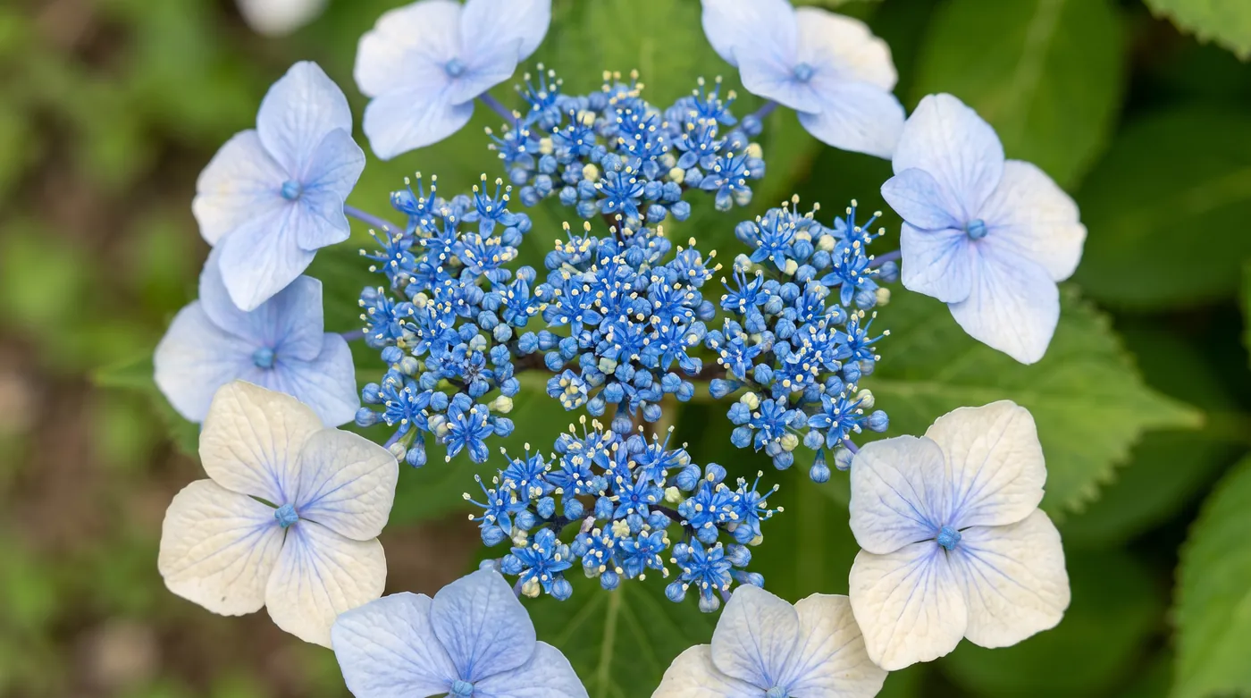 A lacecap hydrangea showing large sterile flowers ringing tiny fertile ones