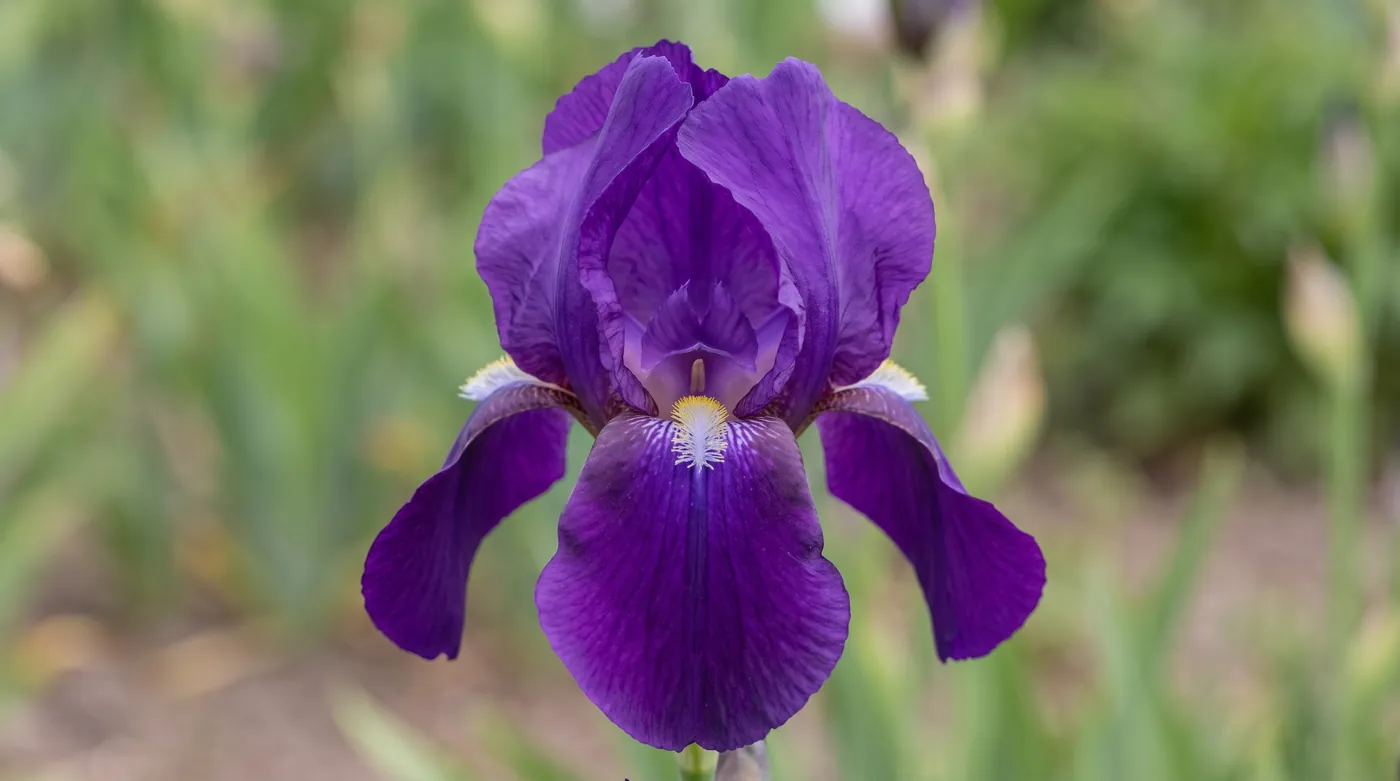 A bearded iris showing three upright and three falling petals