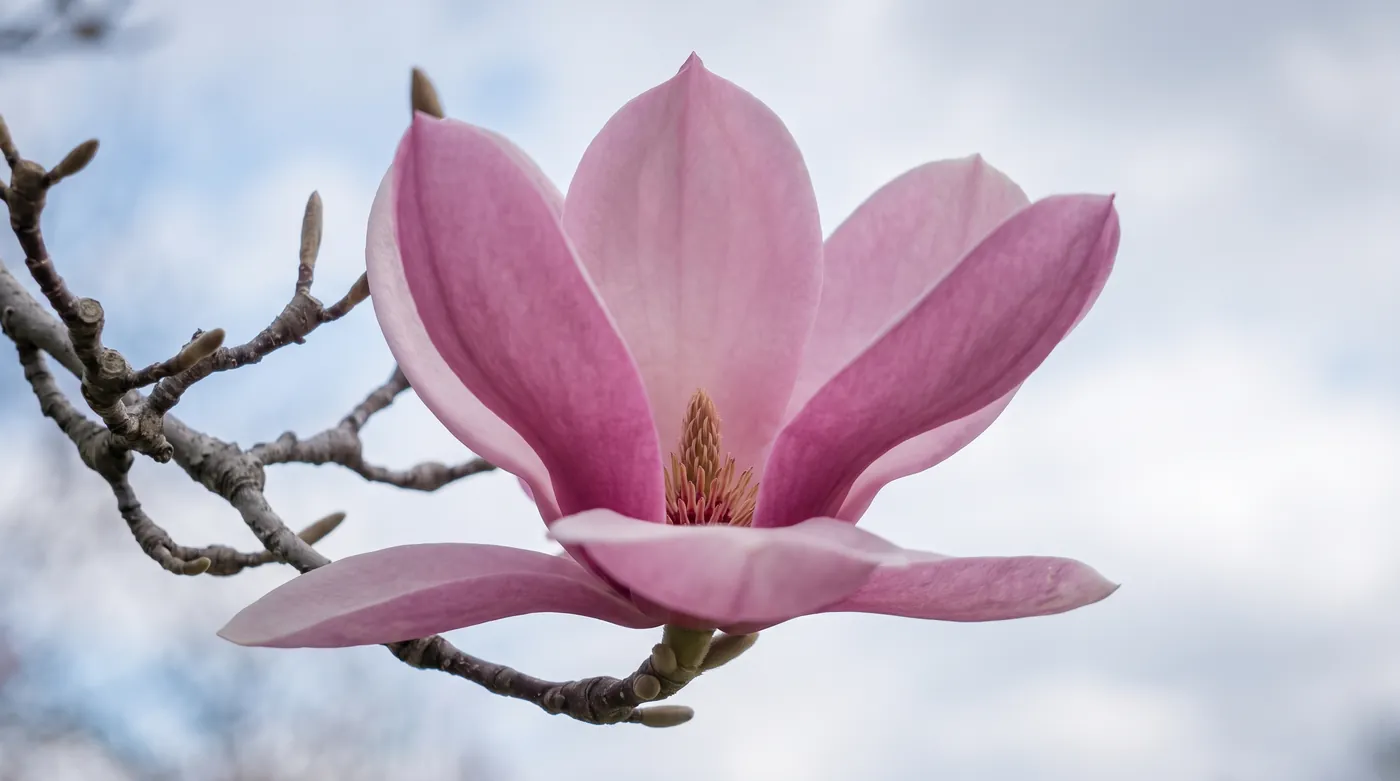 A magnolia flower on a bare branch showing its central column