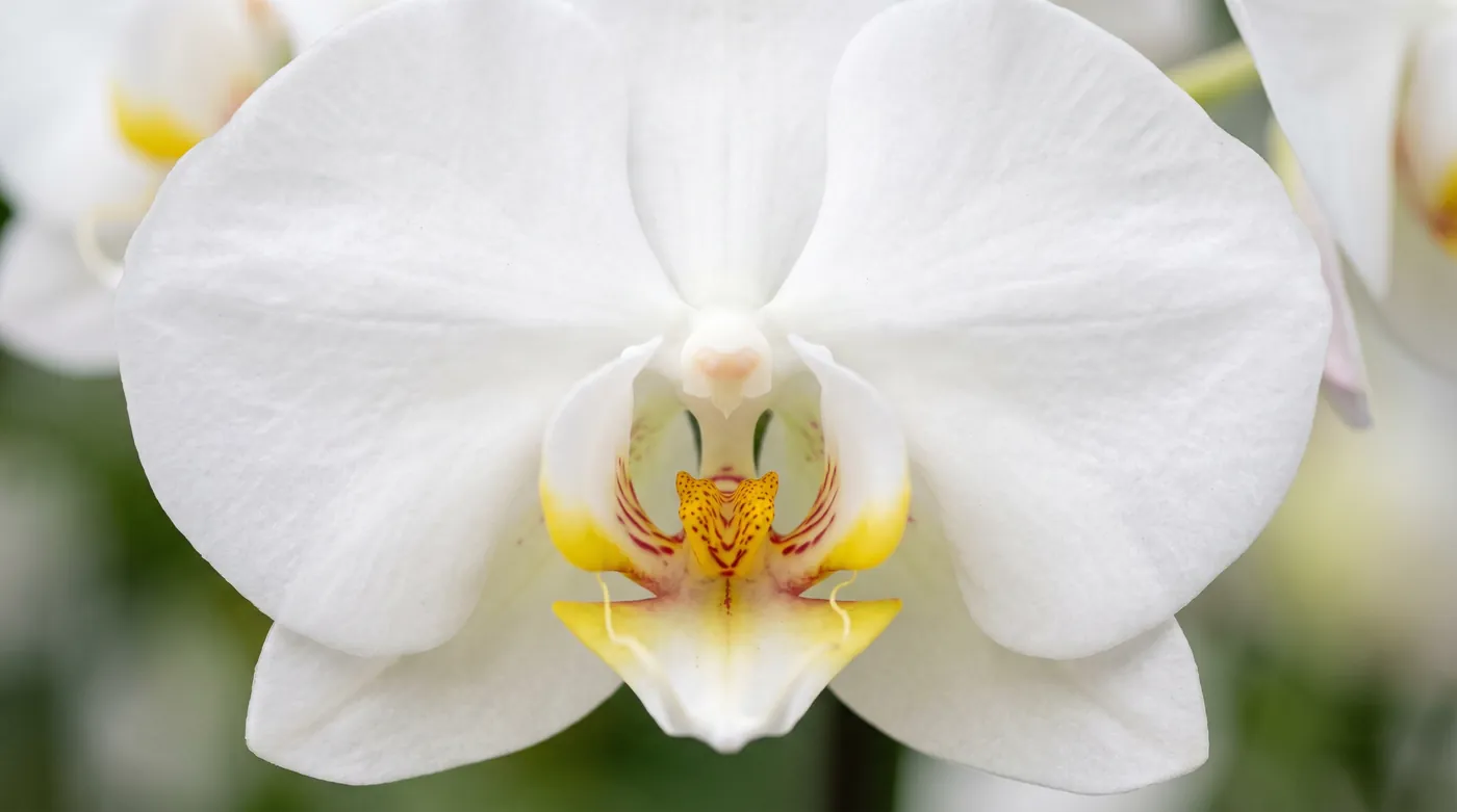 A phalaenopsis orchid showing its lip and central column