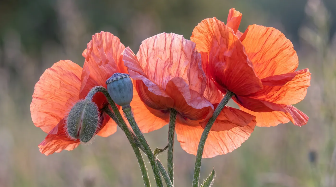 Backlit poppies with crumpled petals, a bud and a seed capsule