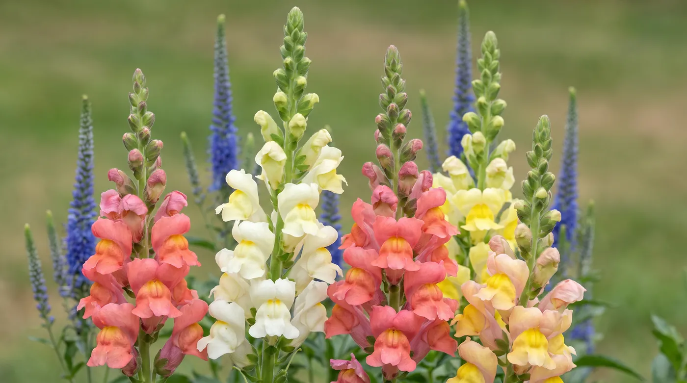 Snapdragon spikes opening from the base, with veronica behind