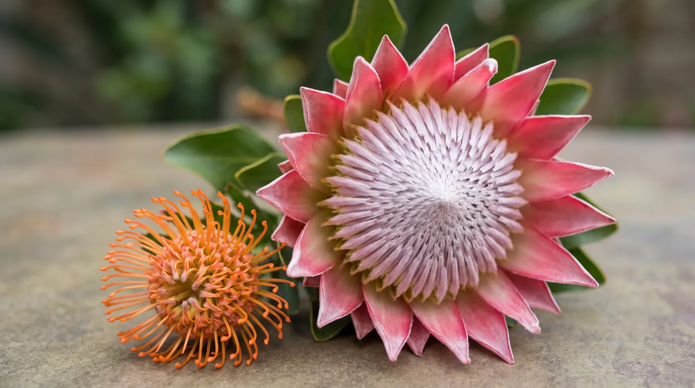 A king protea head ringed by stiff bracts, with a pincushion