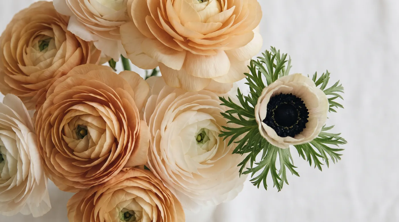 Layered ranunculus beside a black centered anemone