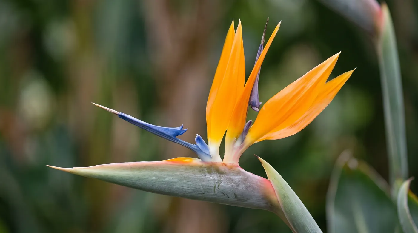 A bird of paradise showing orange sepals and the blue arrow