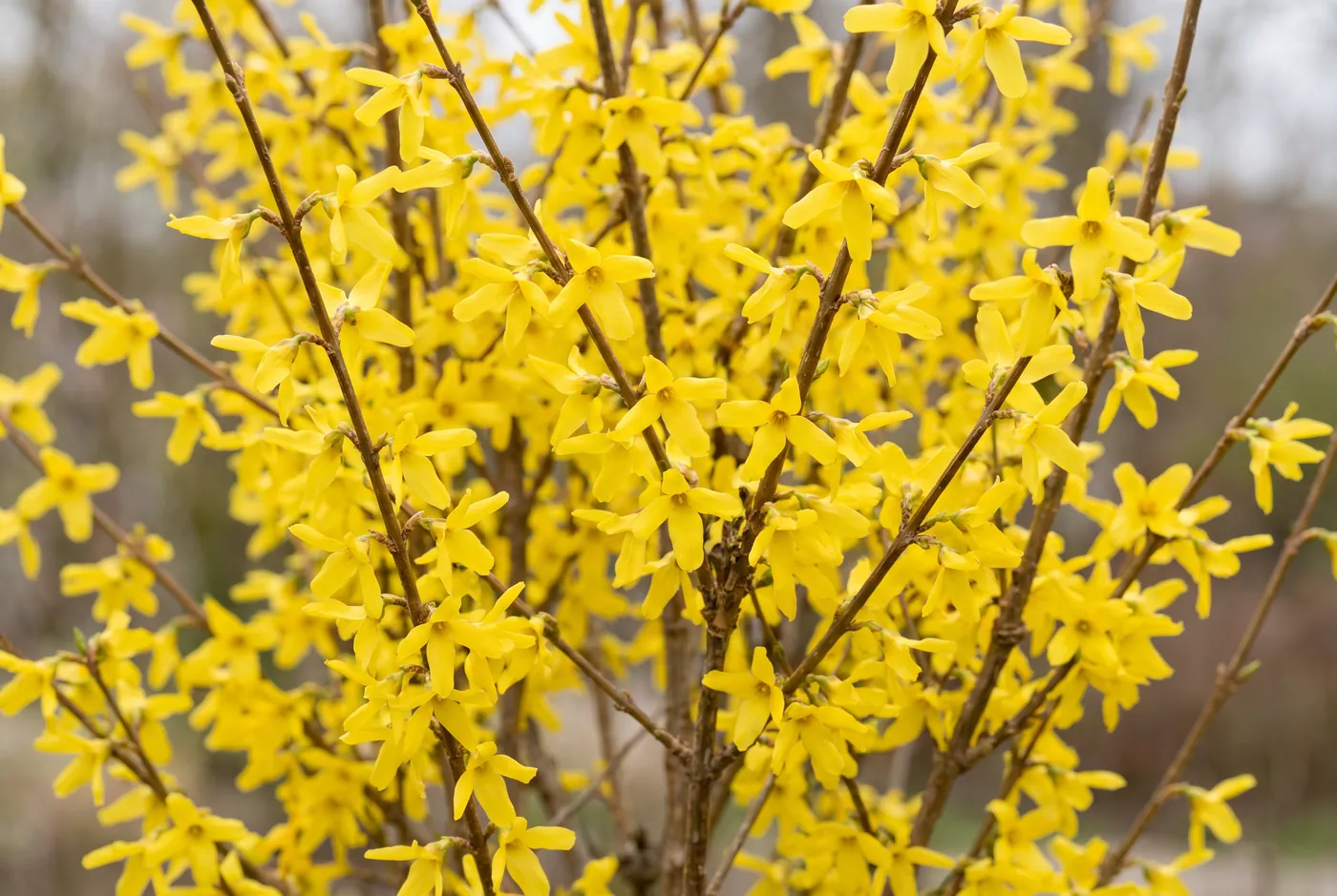 Bare branches densely covered in bright yellow forsythia flowers