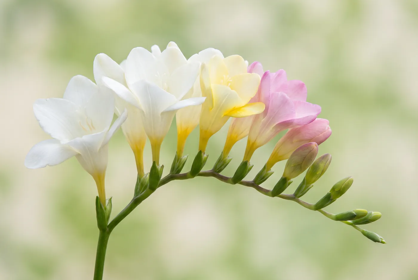 Freesia