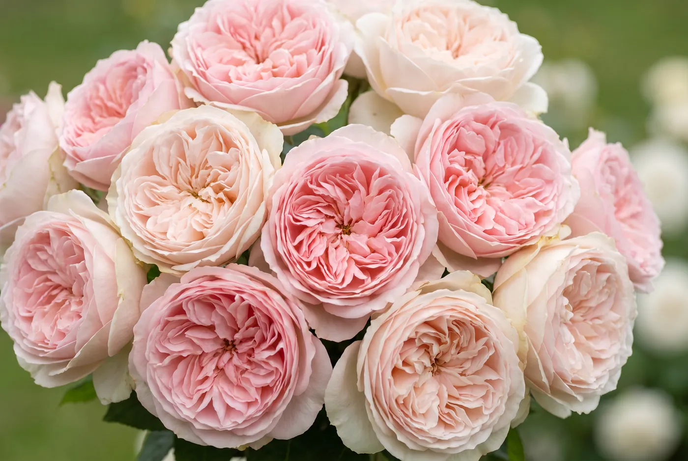 Blush and cream garden roses with many ruffled petals