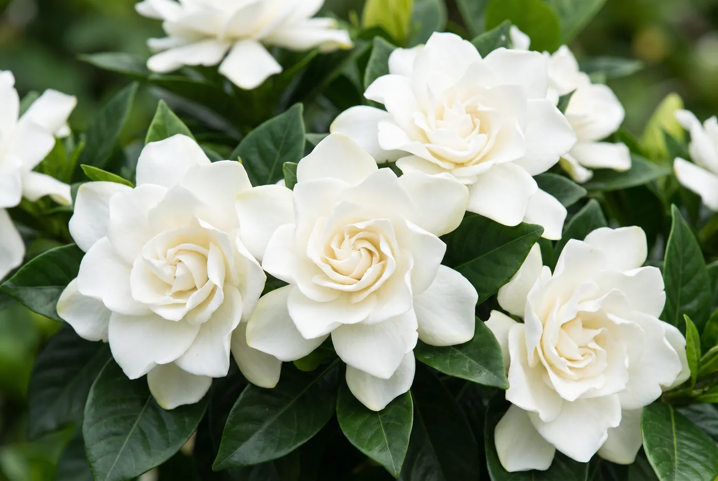 Gardenias