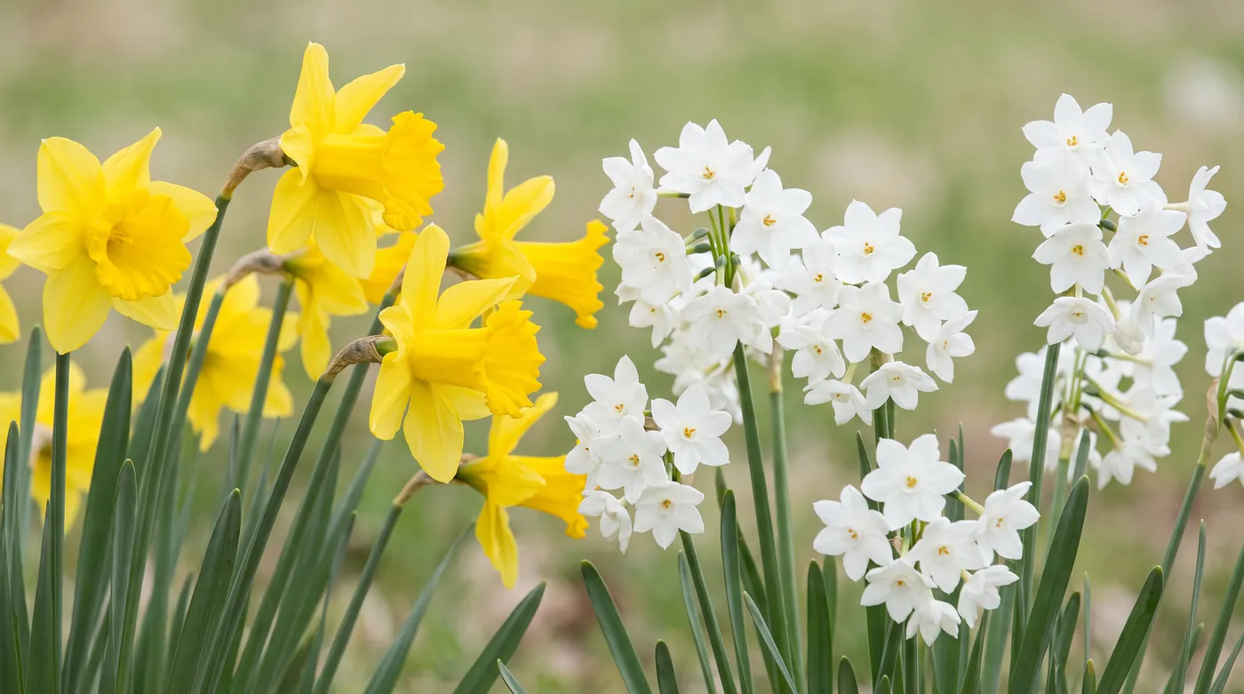 Golden trumpet daffodils beside clustered white paperwhites
