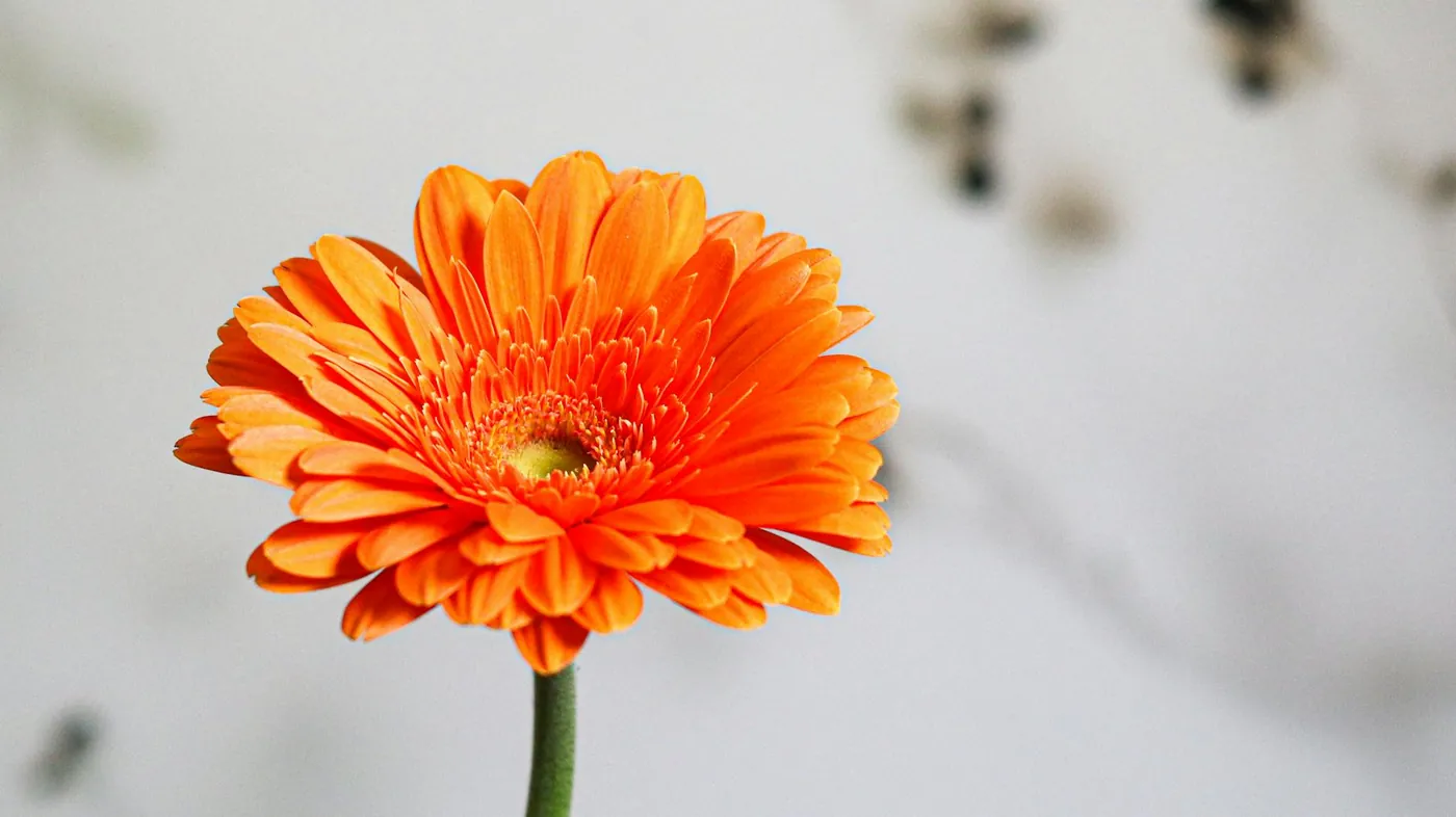 Gerbera Daisies