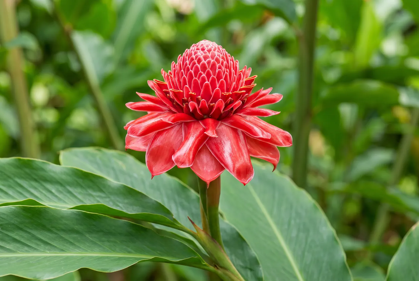 Waxy red torch ginger cone on a tall stem