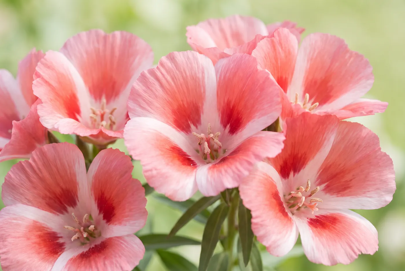 Satin-textured pink and white godetia cups on upright stems