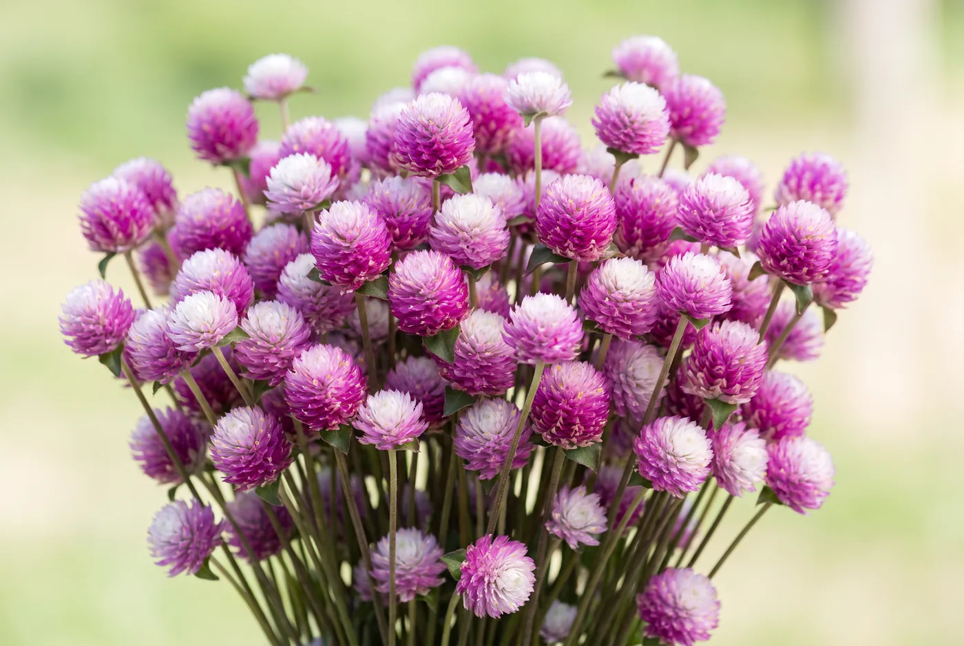 Small round magenta and white gomphrena clover-like heads