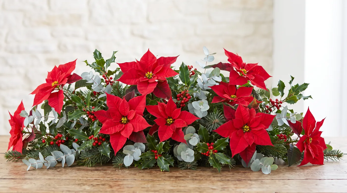 A Christmas arrangement of red poinsettias, holly berries and evergreen foliage