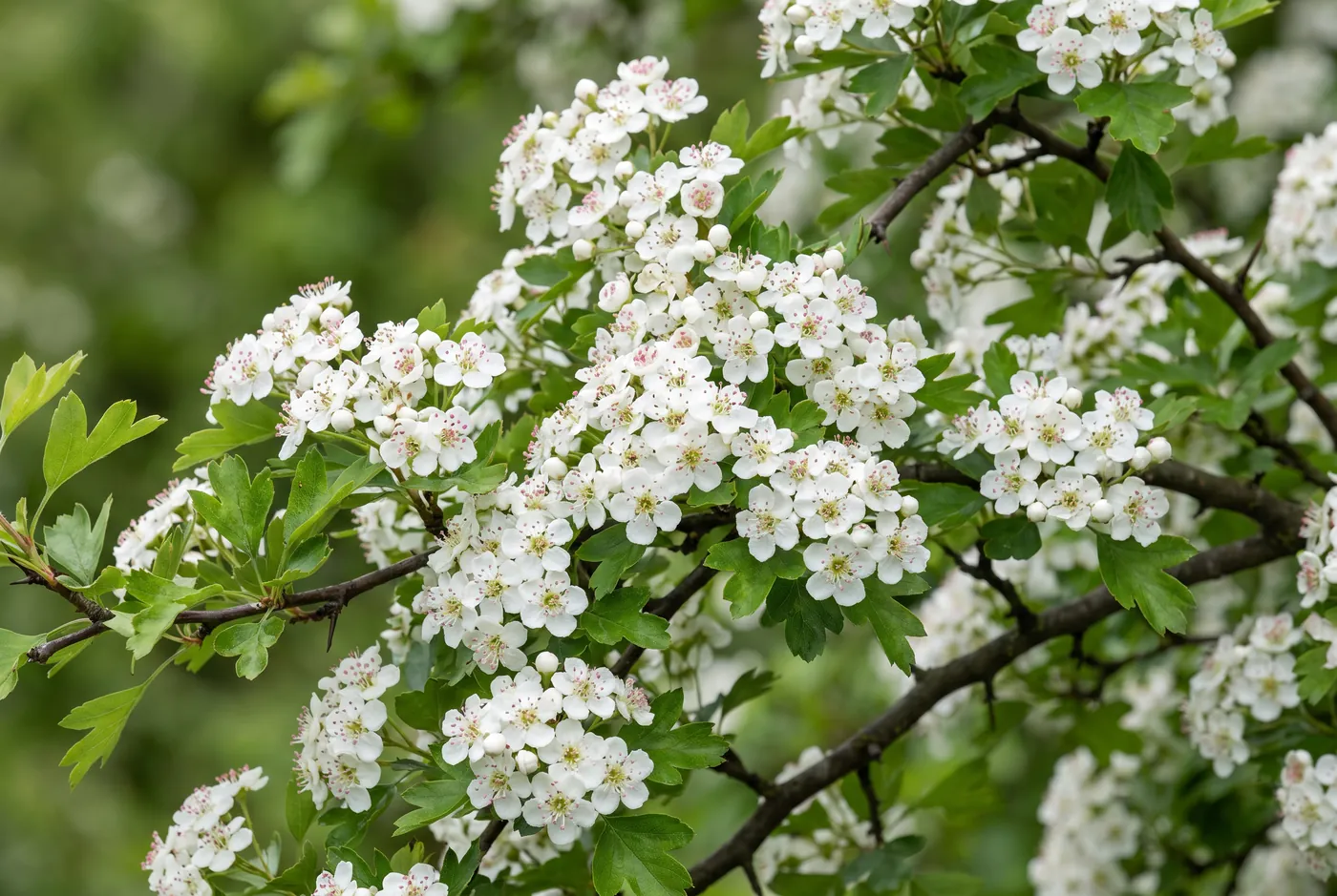 Dense white hawthorn blossom on thorny branches