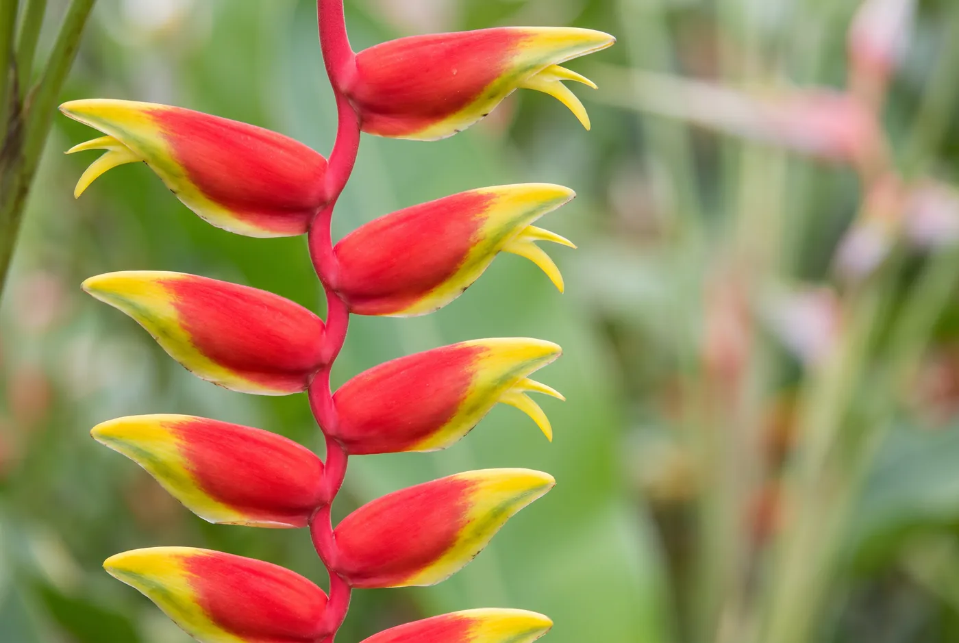 Bright red and yellow heliconia lobster claw bracts