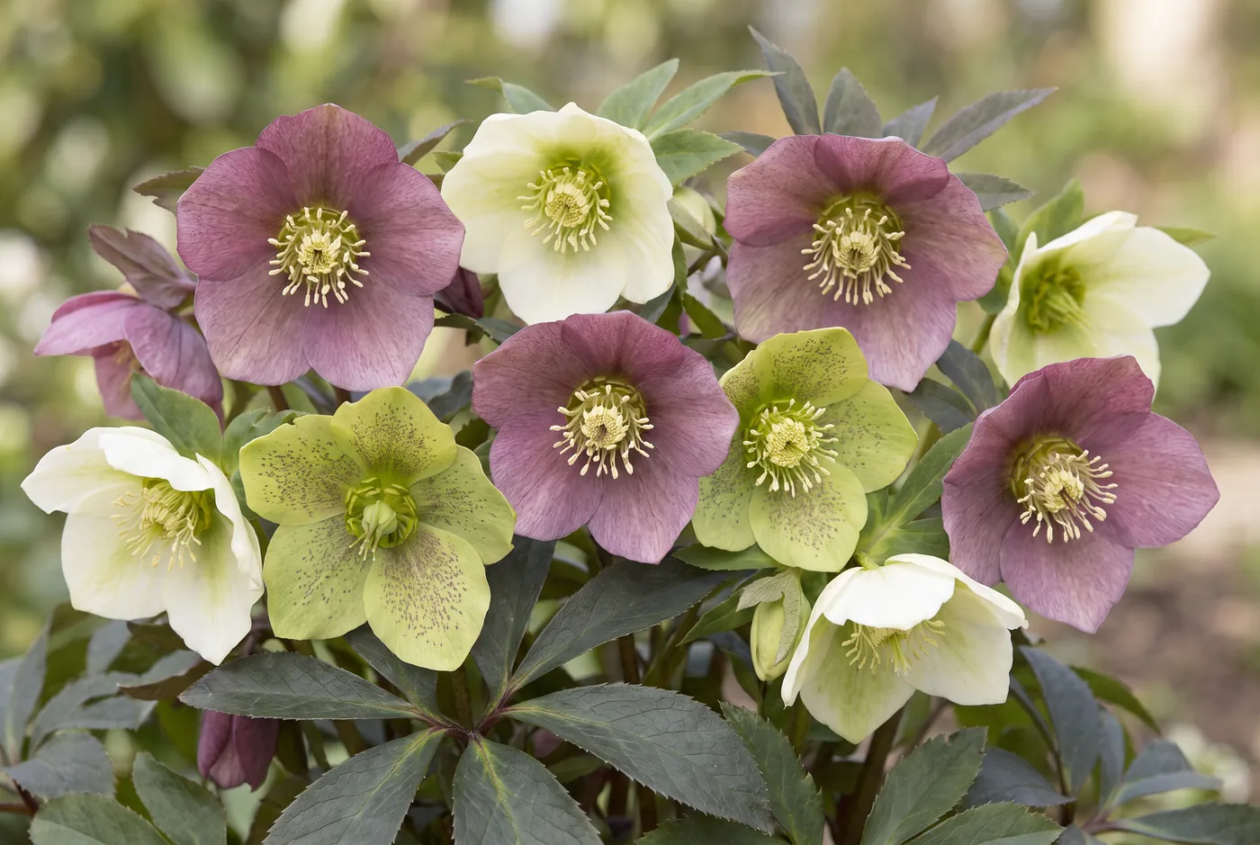 Nodding hellebore flowers in plum, cream and green