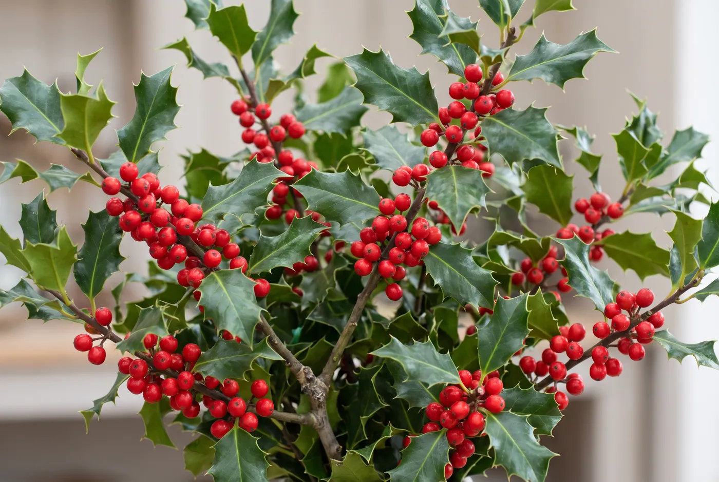 Glossy spined holly leaves with clusters of red berries