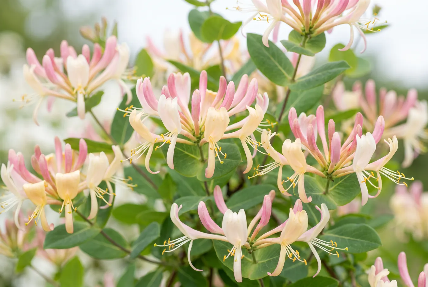 Cream and pink honeysuckle trumpets on a twining vine