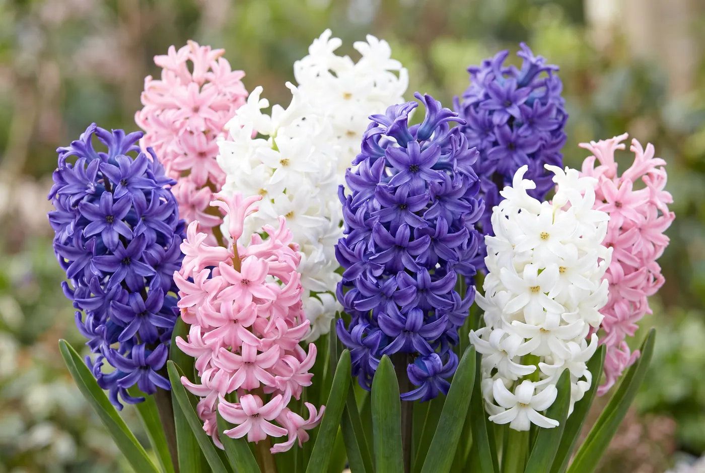 Dense hyacinth spikes in blue, pink and white