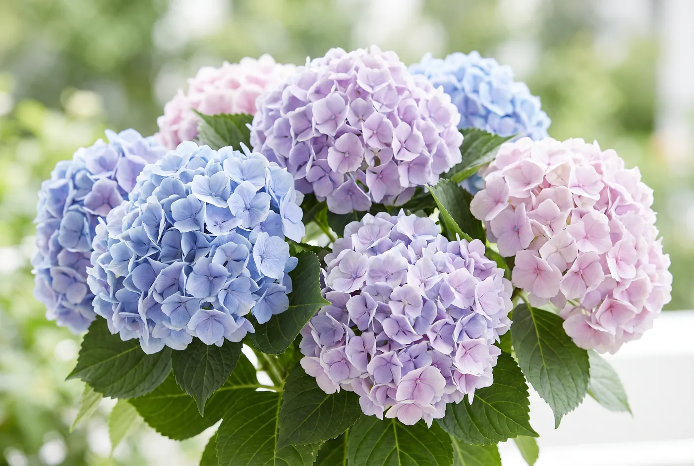 Hydrangeas Care
