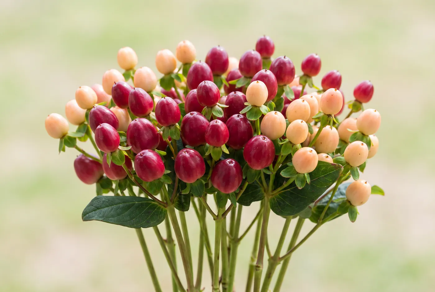 Clusters of red and peach hypericum berries on green stems