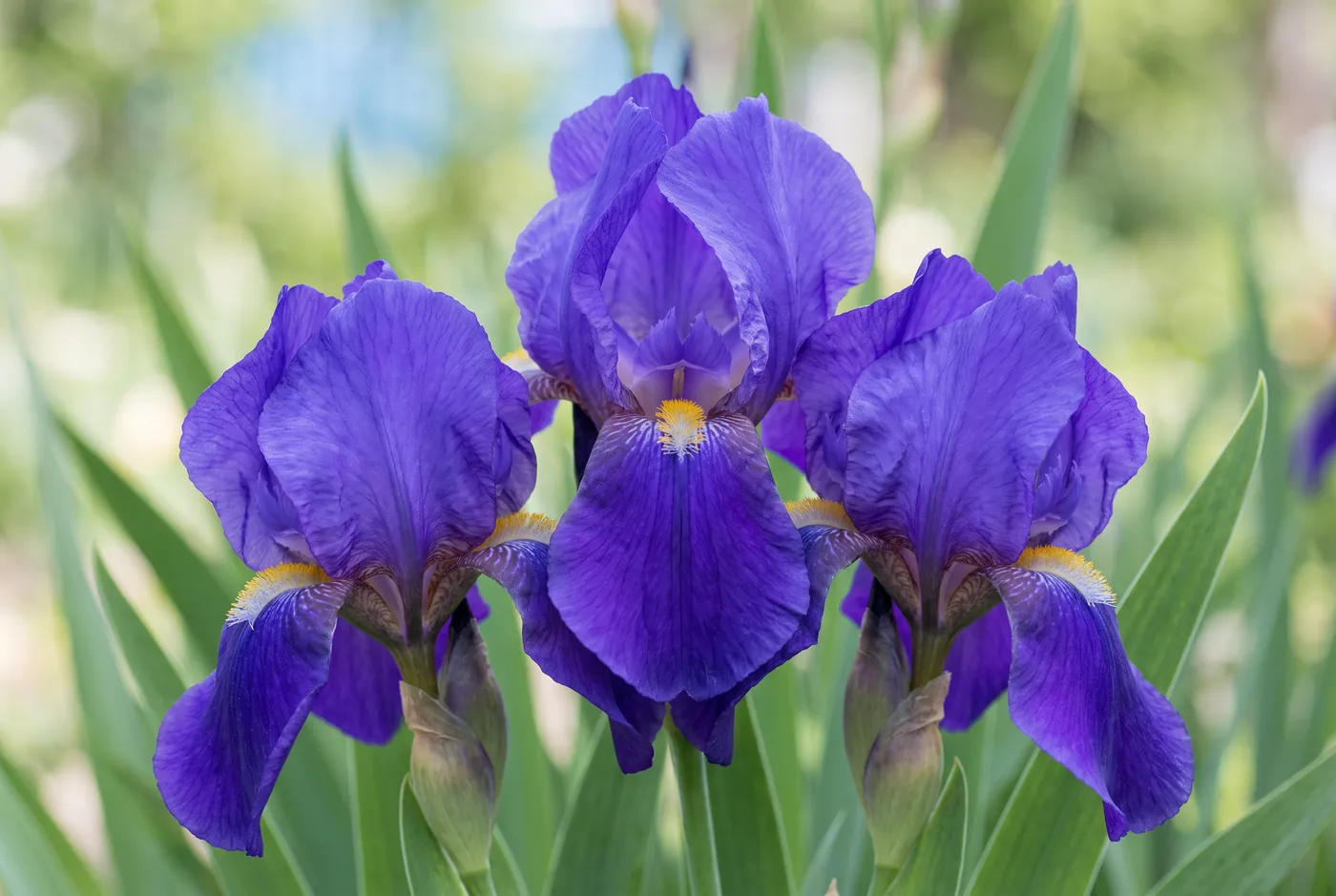 Iris