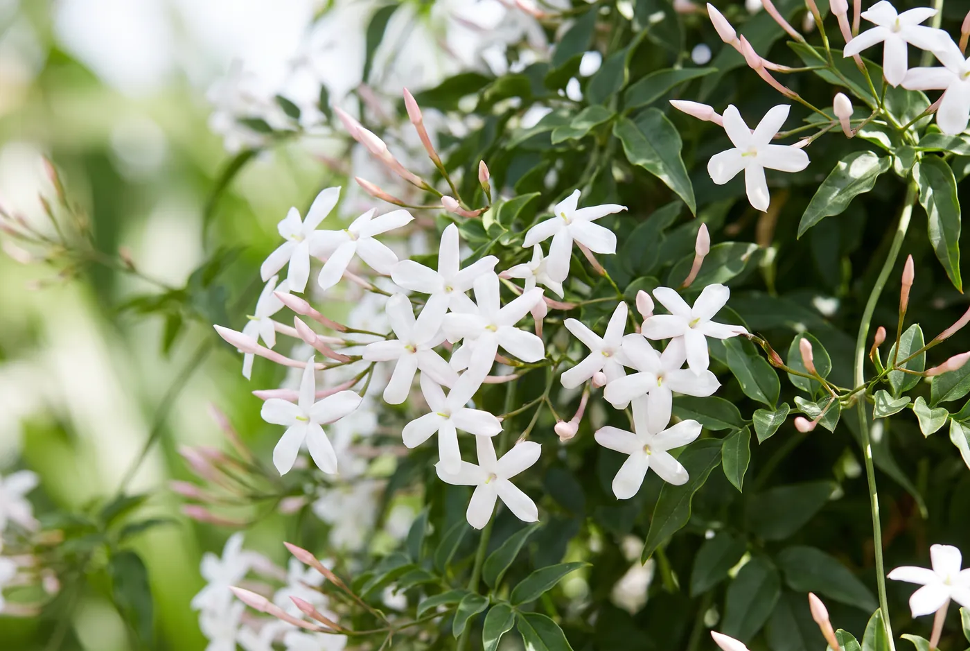 Small white star-shaped jasmine flowers on trailing green vine