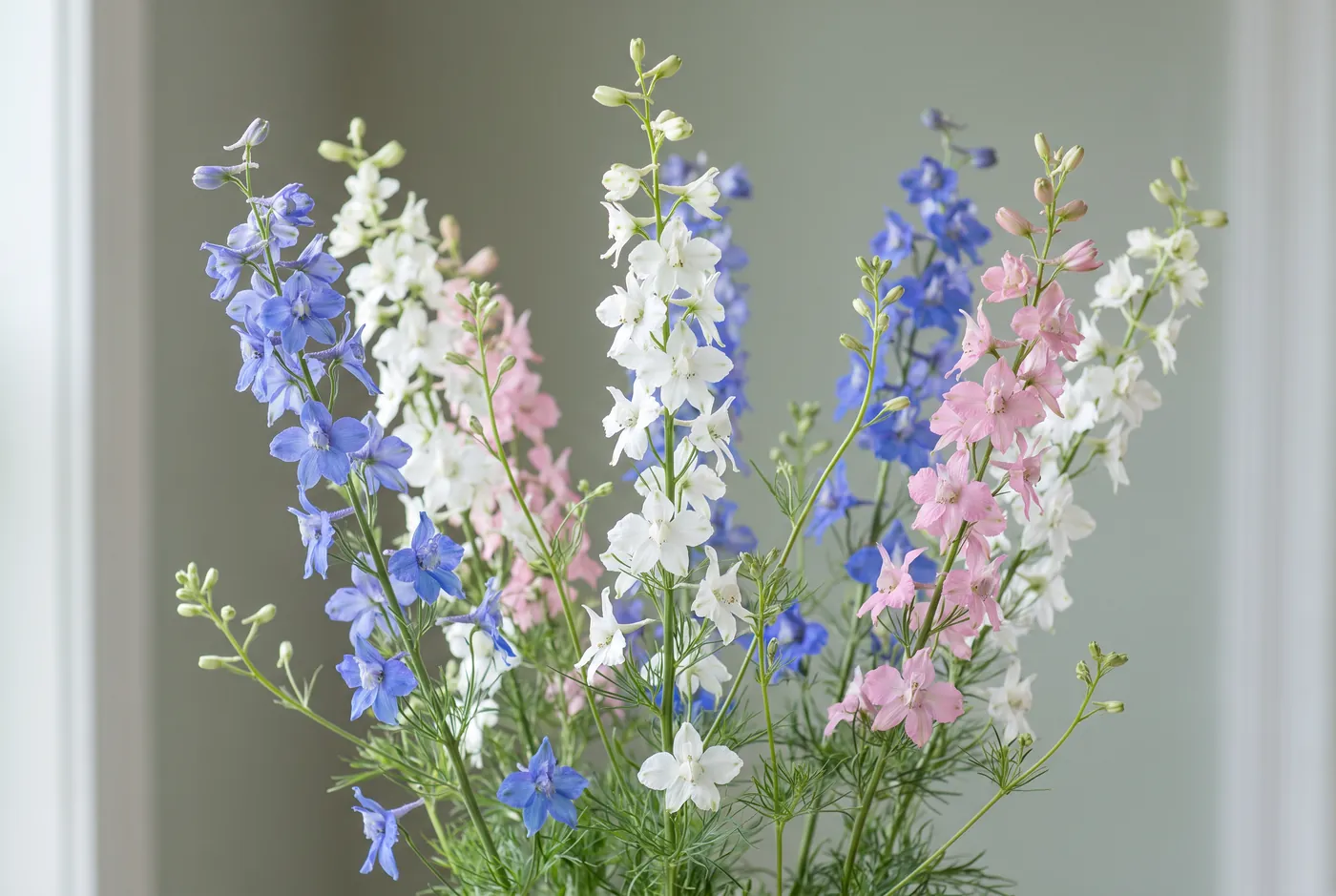 Airy larkspur spikes in blue, white and pink