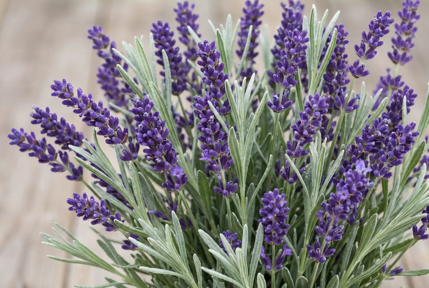 Lavender
