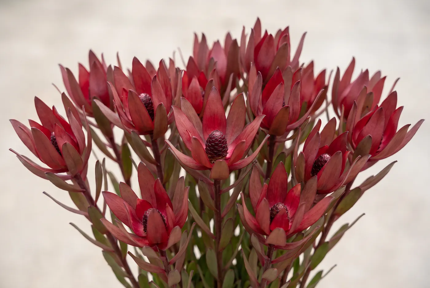 Deep red Safari Sunset leucadendron stems