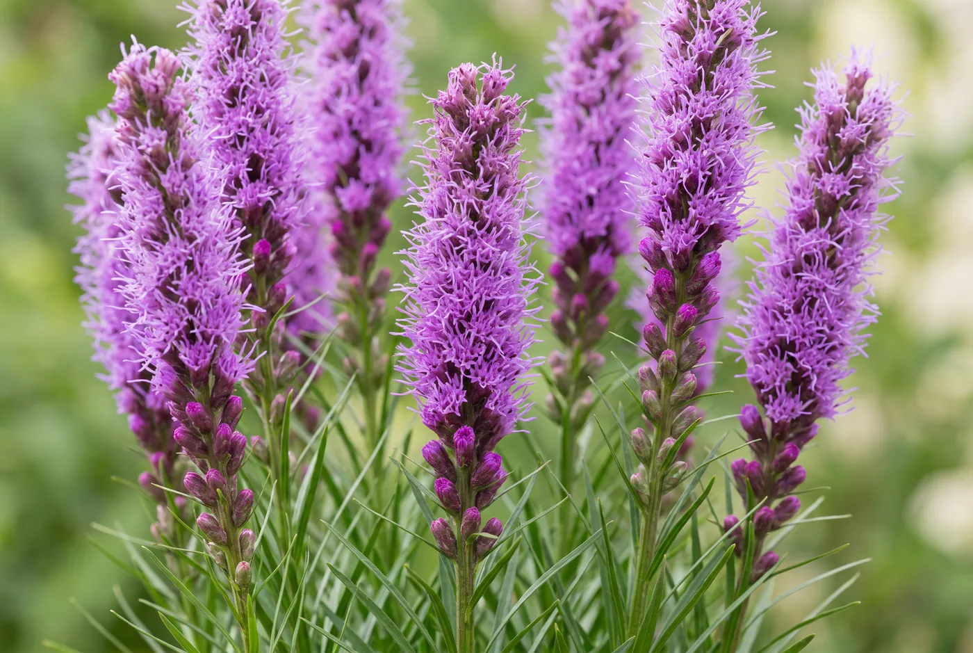 Tall purple liatris spikes with feathery flowers