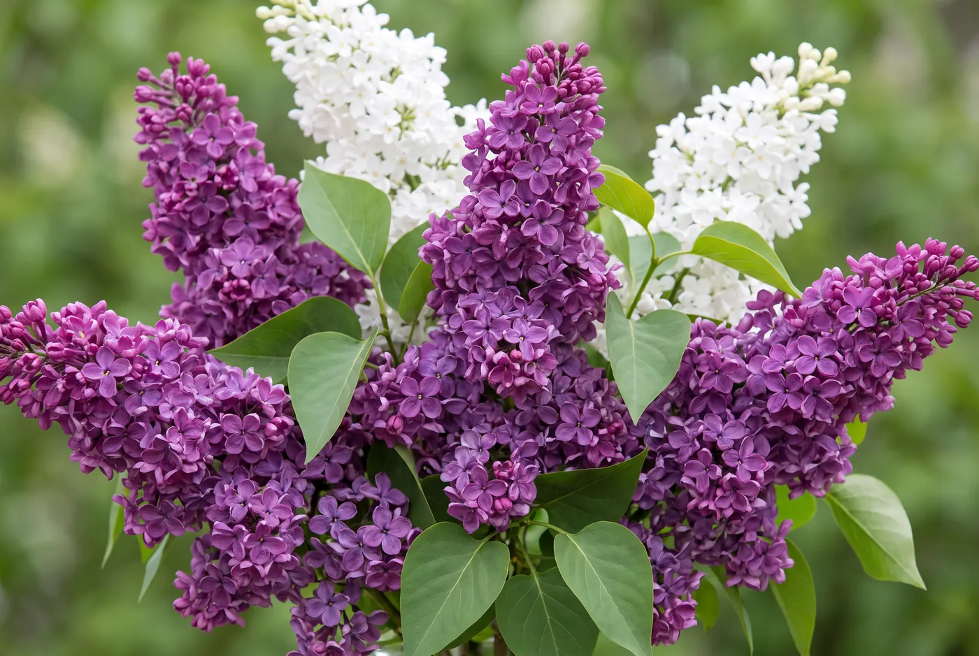 Full panicles of purple and white lilac
