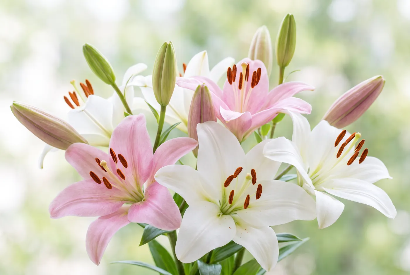 Lilies Care