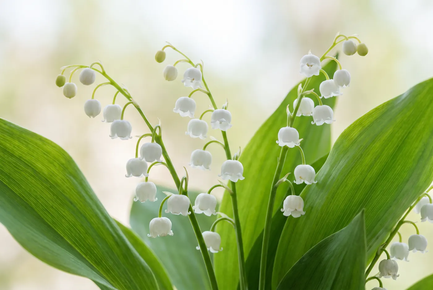 White bell-shaped lily of the valley on arching stems