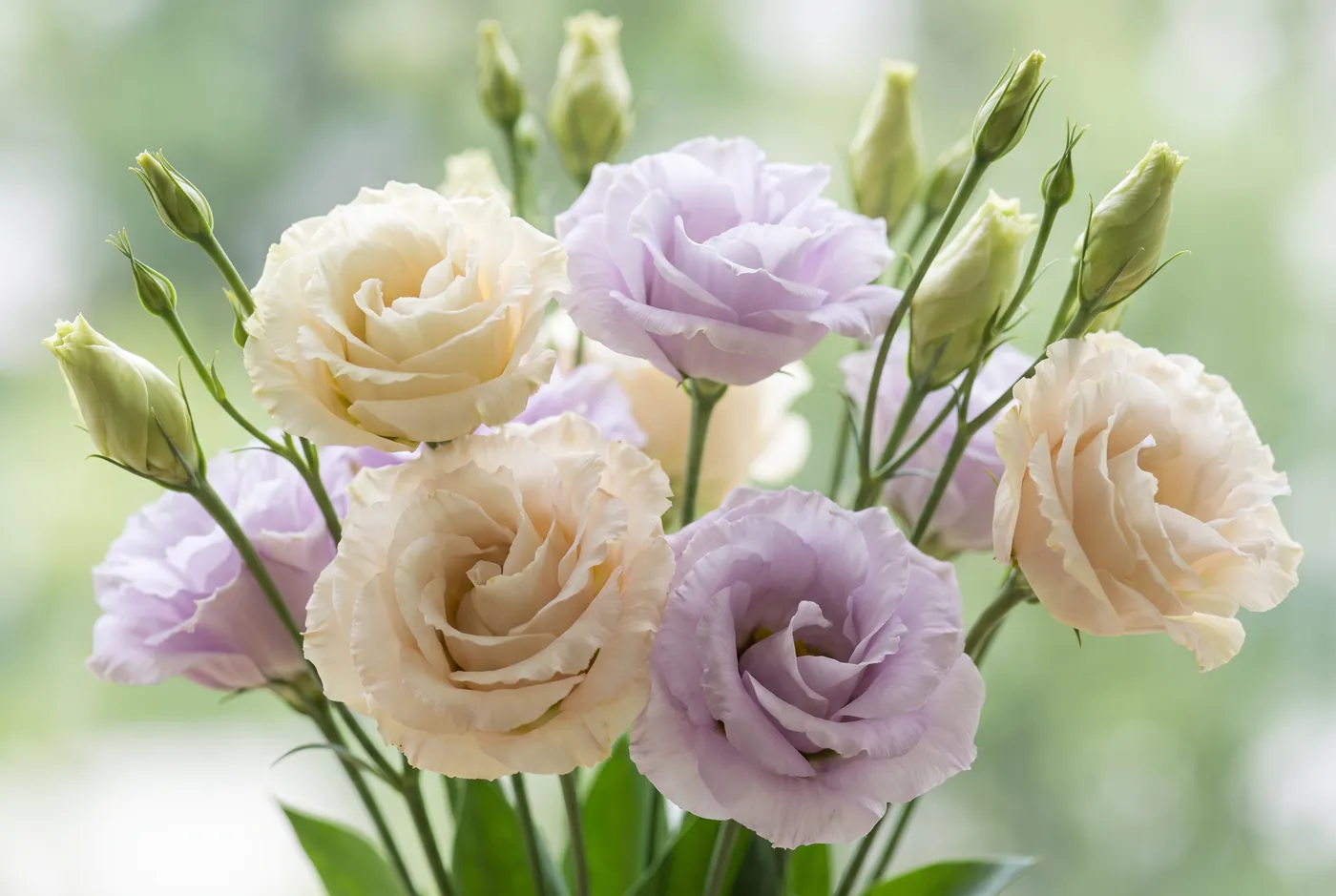 Ruffled white and lilac lisianthus blooms