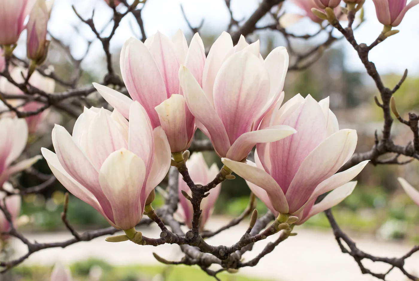 Large pink and white magnolia flowers on bare branches