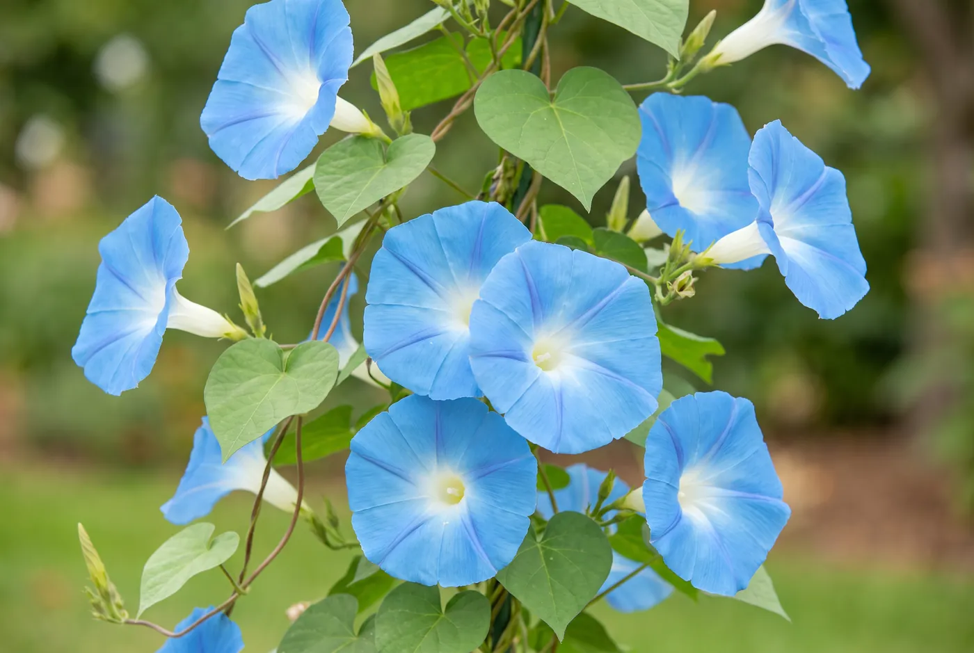 Sky blue morning glory trumpets open on a twining vine