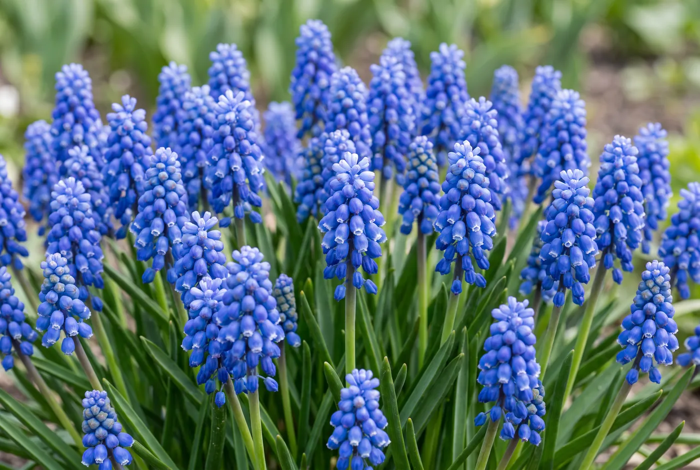 Dense cobalt blue muscari spikes