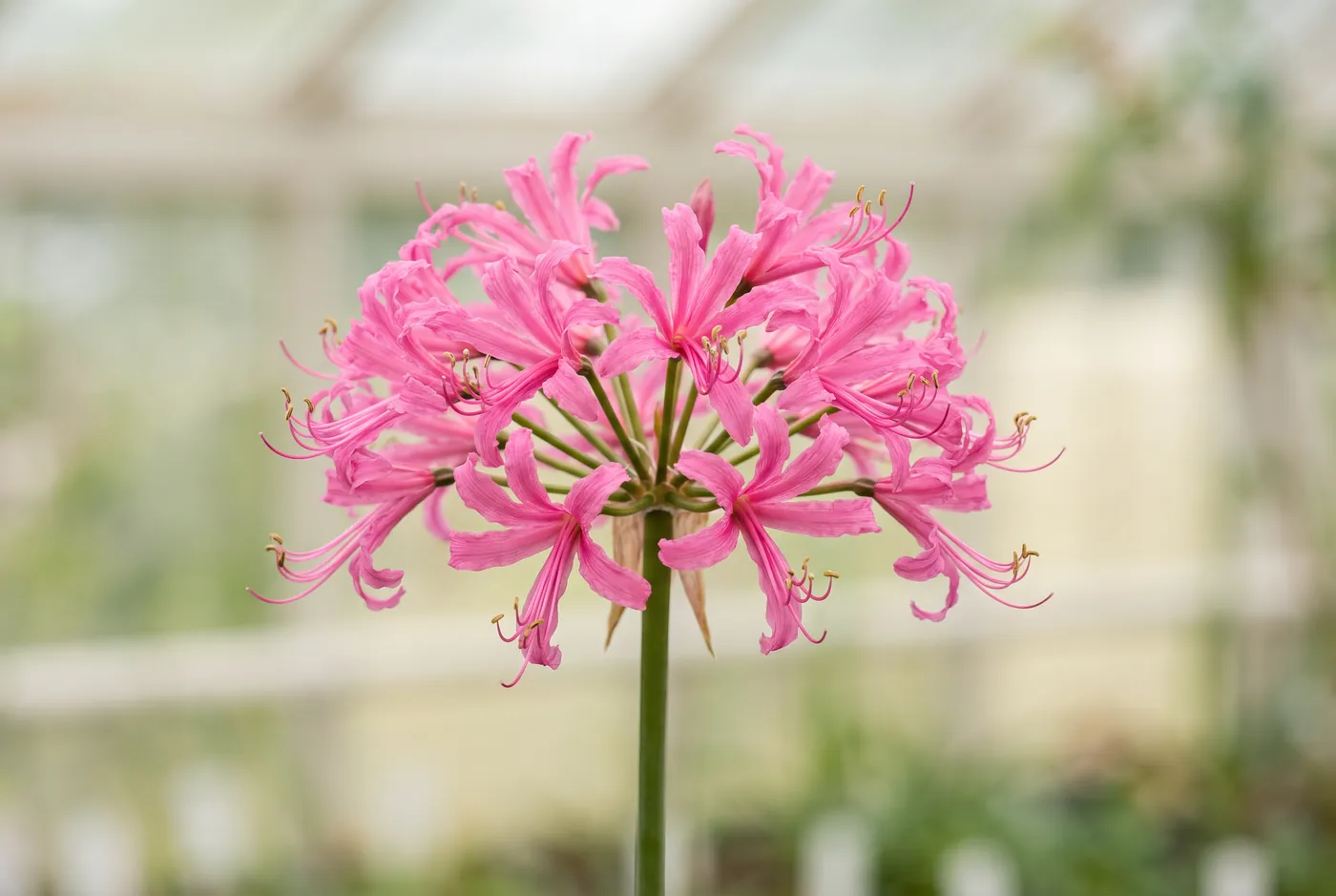 Bright pink nerine flowers with recurved sparkling petals