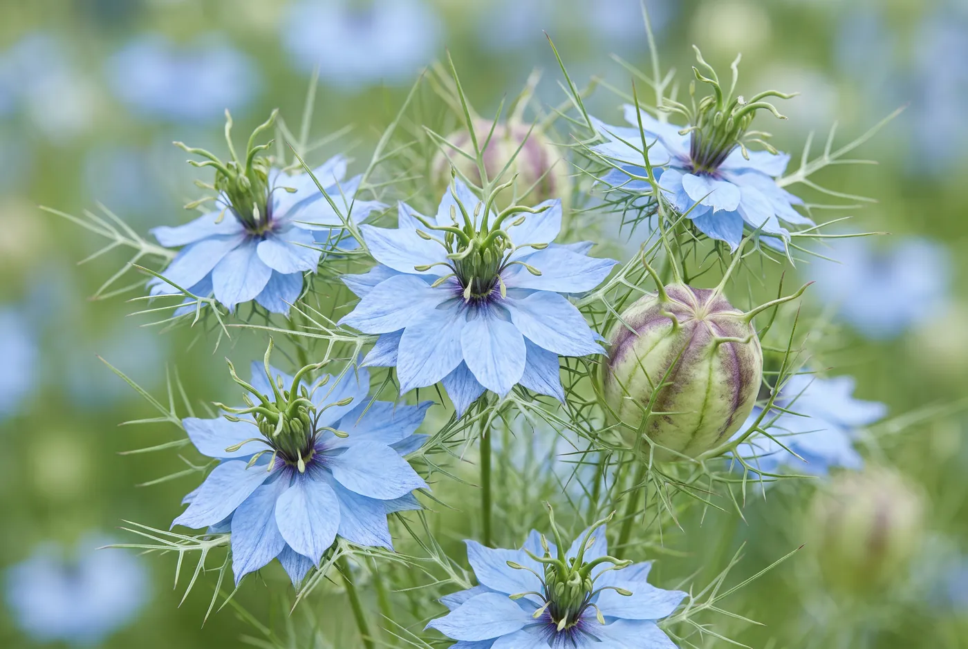 Blue nigella flowers surrounded by fine thread-like foliage