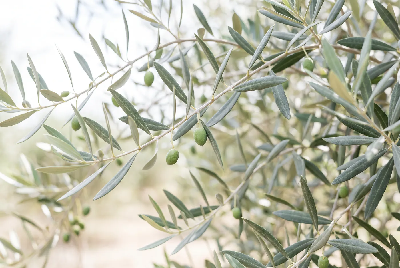 Slender olive branches with narrow silver-backed green leaves