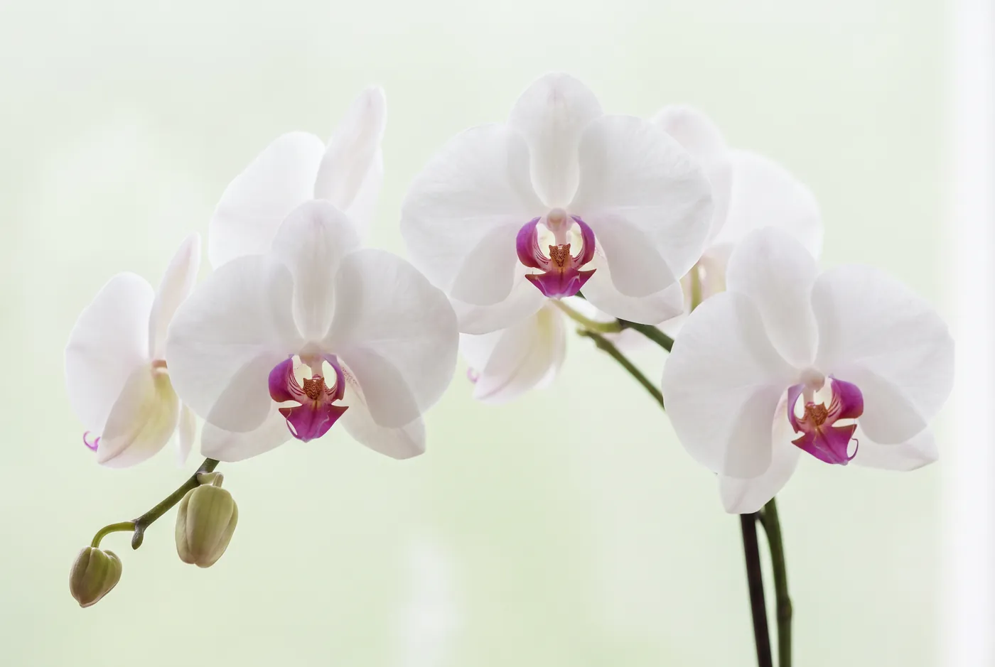 Orchids Care