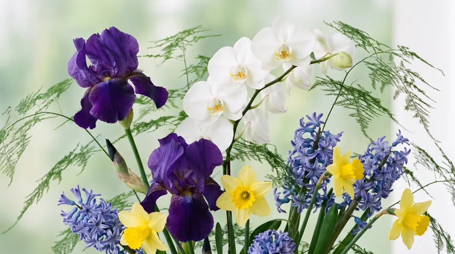 Iris, orchid, hyacinth and narcissus with asparagus fern