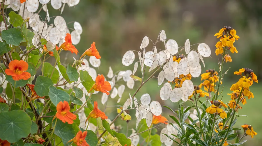 Silvery honesty seedpods with nasturtiums and wallflowers
