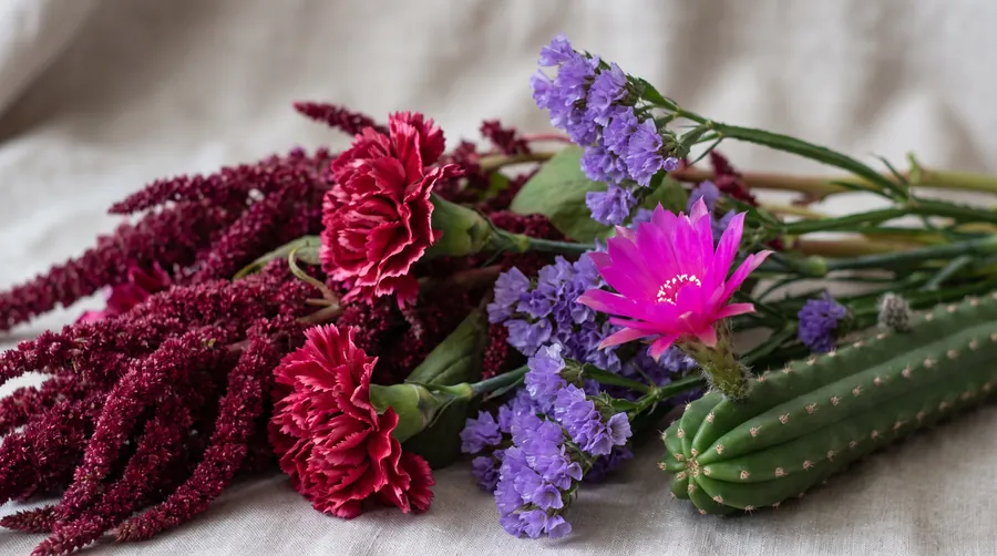 Carnation, amaranthus, statice and a cactus flower together