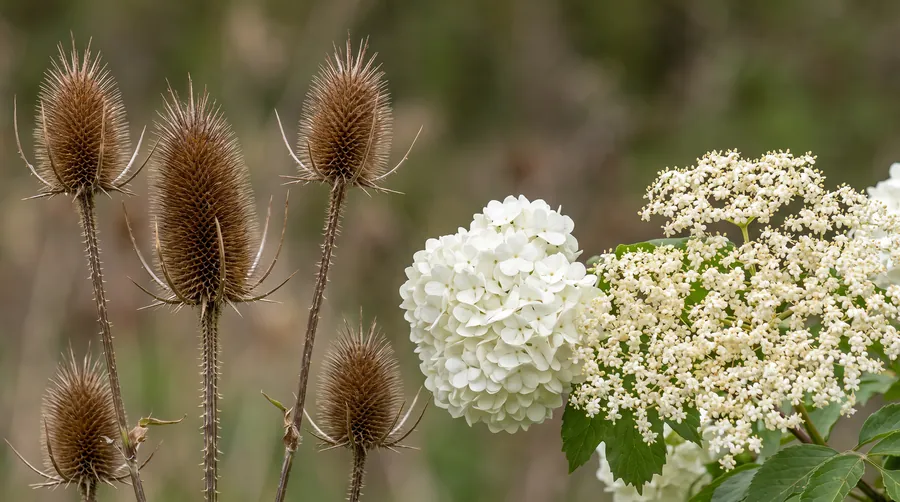 Dried teasel heads with a viburnum snowball and elderflower