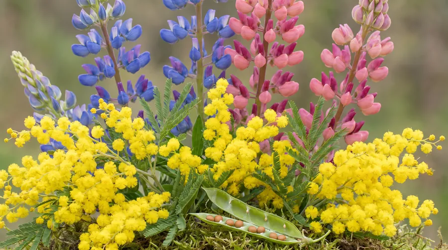 Mimosa pompoms with blue and pink lupine spikes behind